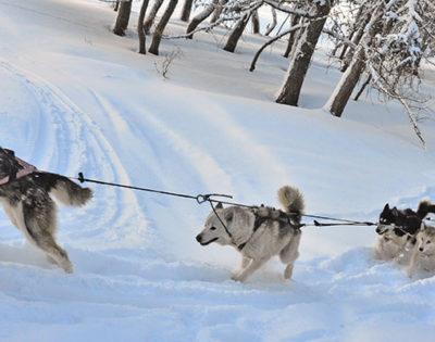 FREE Husky ride if you book Chalet Husky in La Plagne for Season 18/19